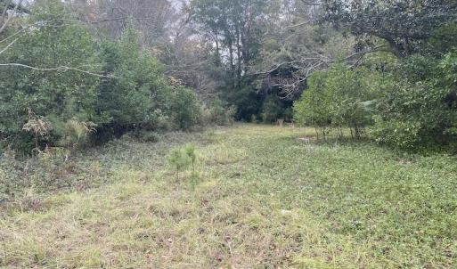 Photo #23 of 1512 Cedar Creek Road, Fayetteville, NC 32.0 acres