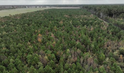Photo #3 of SOLD property in 208 Burnt Mill Road, Edenton, NC 44.7 acres