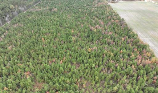 Photo #5 of SOLD property in 208 Burnt Mill Road, Edenton, NC 44.7 acres