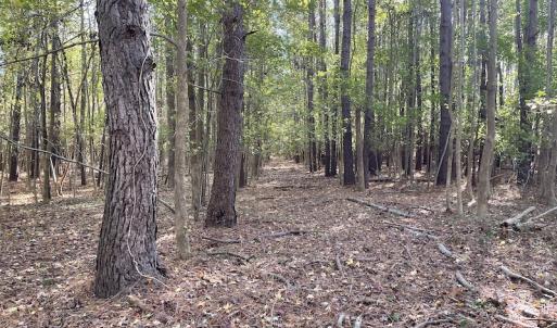 Photo #18 of SOLD property in Off Redwood Road, Onancock, VA 8.0 acres