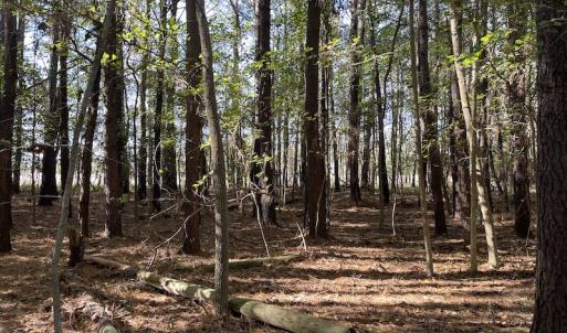 Photo #19 of SOLD property in Off Redwood Road, Onancock, VA 8.0 acres
