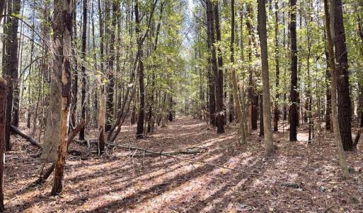 Photo #22 of SOLD property in Off Redwood Road, Onancock, VA 8.0 acres