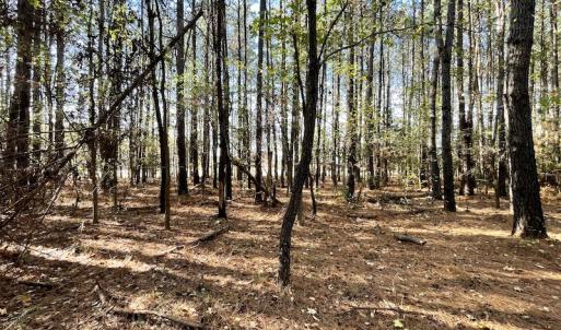 Photo #23 of SOLD property in Off Redwood Road, Onancock, VA 8.0 acres