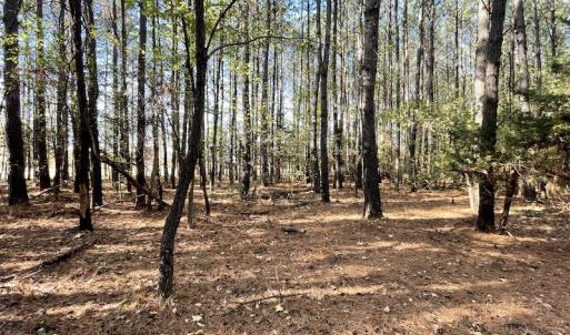 Photo #24 of SOLD property in Off Redwood Road, Onancock, VA 8.0 acres