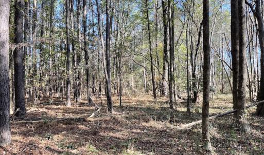 Photo #25 of SOLD property in Off Redwood Road, Onancock, VA 8.0 acres