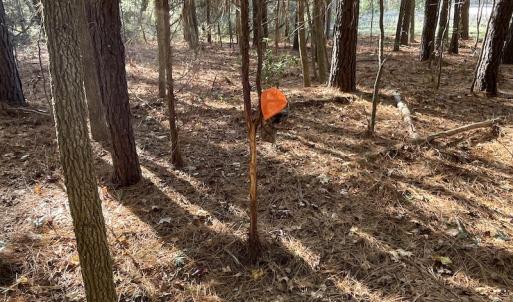 Photo #26 of SOLD property in Off Redwood Road, Onancock, VA 8.0 acres