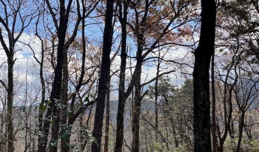 Photo #17 of SOLD property in Off Foley Road, Stuart, VA 6.3 acres