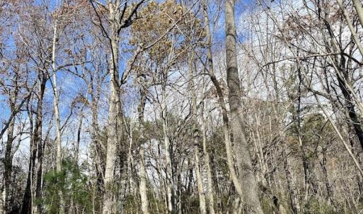 Photo #23 of SOLD property in Off Foley Road, Stuart, VA 6.3 acres