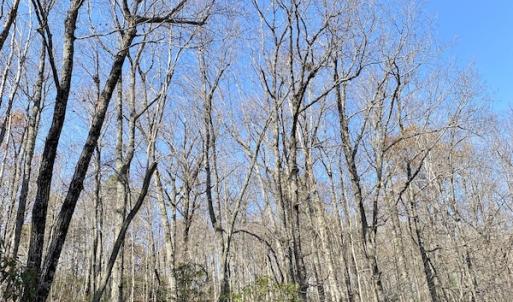 Photo #29 of SOLD property in Off Foley Road, Stuart, VA 6.3 acres