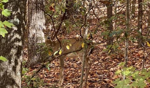 Photo #30 of SOLD property in Off Foley Road, Stuart, VA 6.3 acres