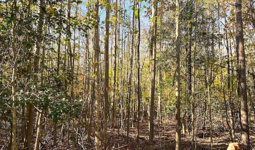 Photo #24 of SOLD property in 3077 Carolina Road, Suffolk, VA 22.0 acres