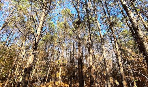 Photo #27 of SOLD property in 3077 Carolina Road, Suffolk, VA 22.0 acres