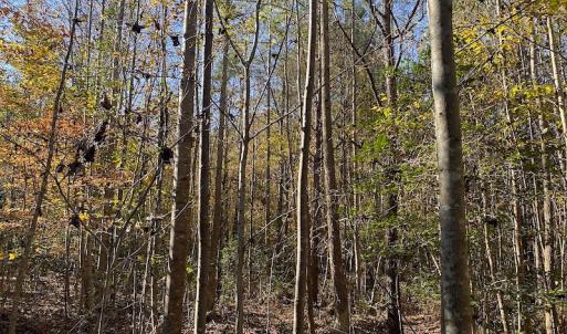 Photo #30 of SOLD property in 3077 Carolina Road, Suffolk, VA 22.0 acres