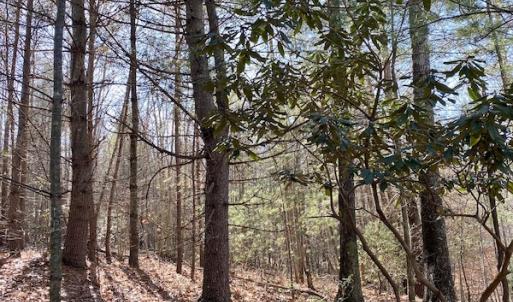Photo #30 of SOLD property in 3168 Old Mill Road, Patrick Springs, VA 136.5 acres