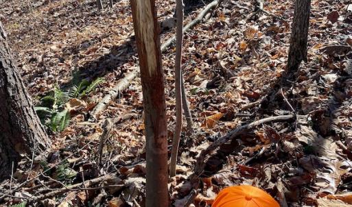 Photo #34 of SOLD property in 3168 Old Mill Road, Patrick Springs, VA 136.5 acres