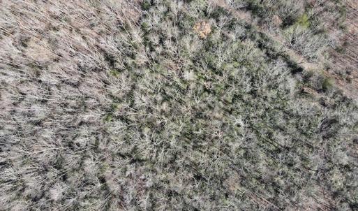 Photo #9 of SOLD property in 3168 Old Mill Road, Patrick Springs, VA 136.5 acres