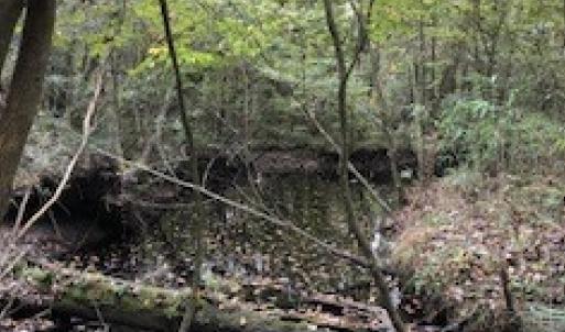 Photo #4 of SOLD property in Off Harrell Road, Burgaw, NC 35.0 acres