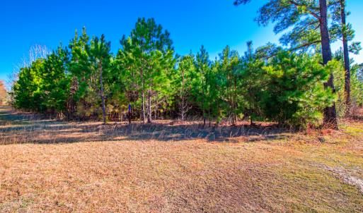 Photo #15 of SOLD property in Off Old Land Fill Road, Vanceboro, NC 15.3 acres