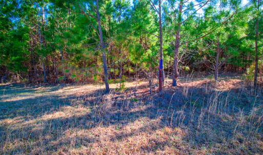 Photo #16 of SOLD property in Off Old Land Fill Road, Vanceboro, NC 15.3 acres