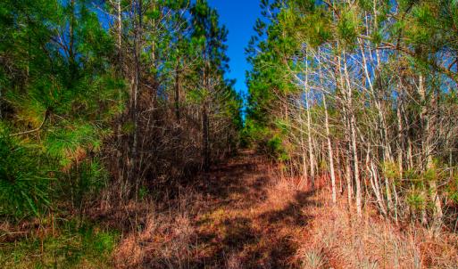 Photo #10 of SOLD property in Off Old Land Fill Road, Vanceboro, NC 15.3 acres