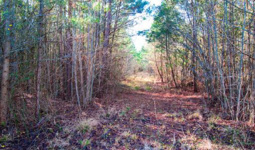 Photo #14 of SOLD property in Off Old Land Fill Road, Vanceboro, NC 15.3 acres