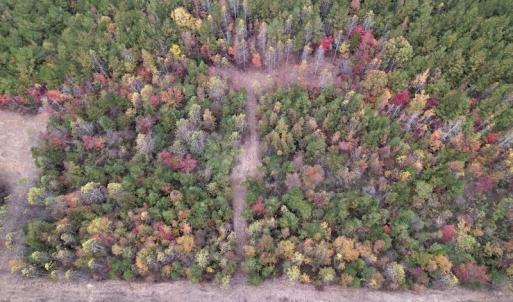 Photo #10 of SOLD property in Off Beamon Hunt Road, Warrenton, NC 11.0 acres