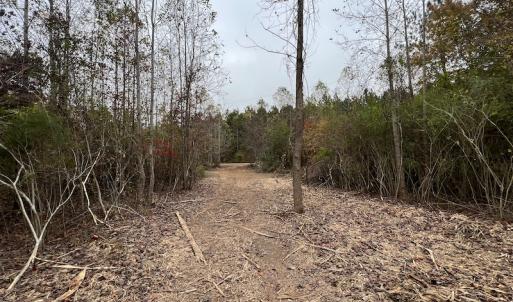 Photo #14 of SOLD property in Off Beamon Hunt Road, Warrenton, NC 11.0 acres