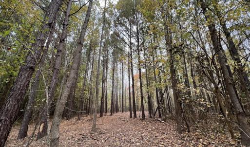 Photo #17 of SOLD property in Off Beamon Hunt Road, Warrenton, NC 11.0 acres