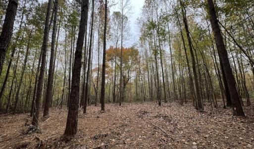 Photo #19 of SOLD property in Off Beamon Hunt Road, Warrenton, NC 11.0 acres