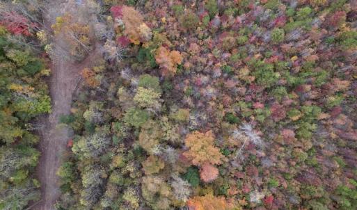 Photo #5 of SOLD property in Off Beamon Hunt Road, Warrenton, NC 11.0 acres