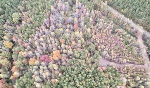 Photo #7 of SOLD property in Off Beamon Hunt Road, Warrenton, NC 11.0 acres