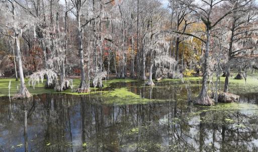 Photo #7 of SOLD property in 1629 Virginia Road, Edenton, NC 50.0 acres