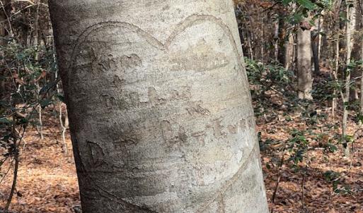 Photo #30 of SOLD property in 1629 Virginia Road, Edenton, NC 50.0 acres