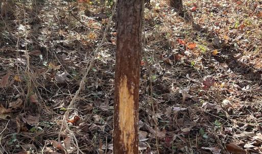 Photo #31 of SOLD property in 1629 Virginia Road, Edenton, NC 50.0 acres