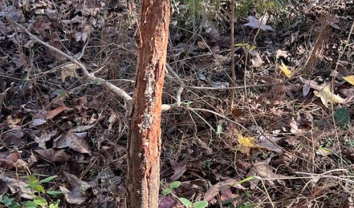 Photo #32 of SOLD property in 1629 Virginia Road, Edenton, NC 50.0 acres