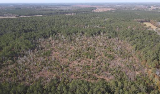 Photo #5 of SOLD property in Off Twisted Hickory Road, Bladenboro, NC 97.3 acres