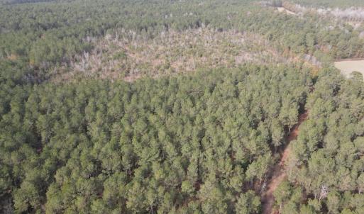 Photo #11 of SOLD property in Off Twisted Hickory Road, Bladenboro, NC 97.3 acres