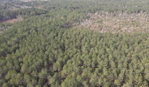 Photo #12 of SOLD property in Off Twisted Hickory Road, Bladenboro, NC 97.3 acres