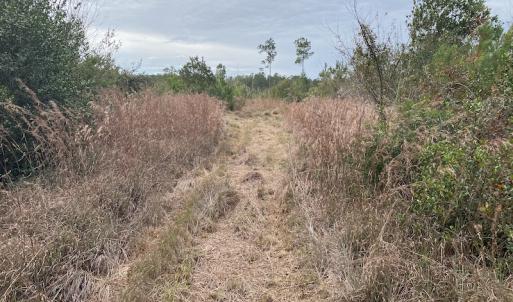 Photo #14 of SOLD property in Off Twisted Hickory Road, Bladenboro, NC 97.3 acres