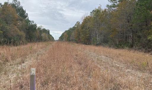Photo #19 of SOLD property in Off Twisted Hickory Road, Bladenboro, NC 97.3 acres