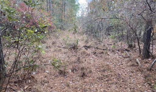 Photo #20 of SOLD property in Off Twisted Hickory Road, Bladenboro, NC 97.3 acres