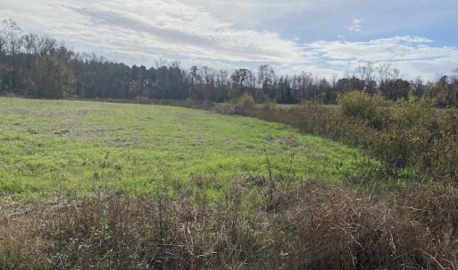 Photo #26 of SOLD property in Off Twisted Hickory Road, Bladenboro, NC 97.3 acres