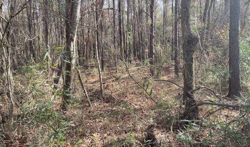Photo #27 of SOLD property in Off Twisted Hickory Road, Bladenboro, NC 97.3 acres