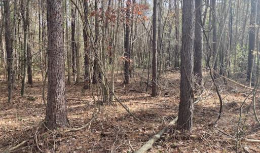 Photo #29 of SOLD property in Off Twisted Hickory Road, Bladenboro, NC 97.3 acres