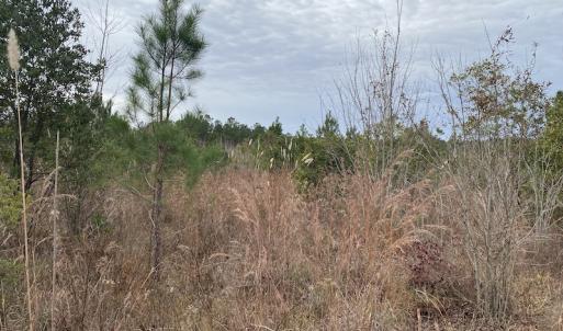 Photo #15 of SOLD property in Off Twisted Hickory Road, Bladenboro, NC 97.3 acres
