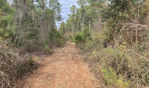 Photo #43 of SOLD property in Off Twisted Hickory Road, Bladenboro, NC 97.3 acres