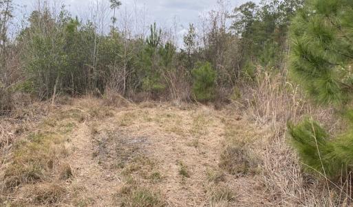 Photo #16 of SOLD property in Off Twisted Hickory Road, Bladenboro, NC 97.3 acres