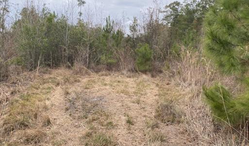 Photo #16 of SOLD property in Off Twisted Hickory Road, Bladenboro, NC 97.3 acres