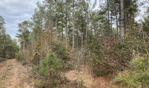 Photo #44 of SOLD property in Off Twisted Hickory Road, Bladenboro, NC 97.3 acres