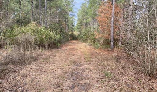 Photo #45 of SOLD property in Off Twisted Hickory Road, Bladenboro, NC 97.3 acres